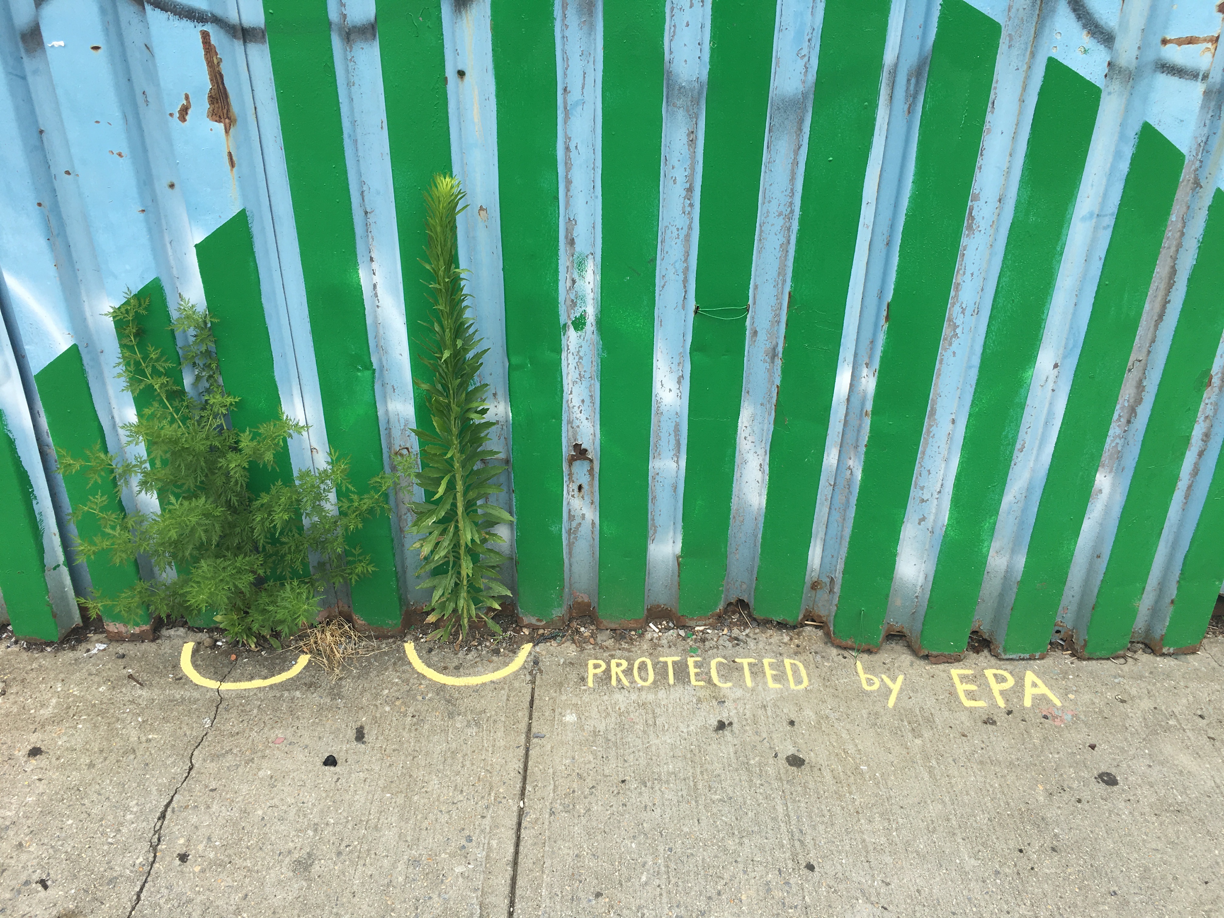Protected by the EPA: wild urban plants living on the border between sidewalk and fence outside Environmental Performance Agency Headquarters, Crown Heights, Brooklyn, June 2017. Photo credit Catherine Grau/Environmental Performance Agency