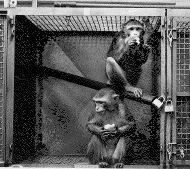 primate cage