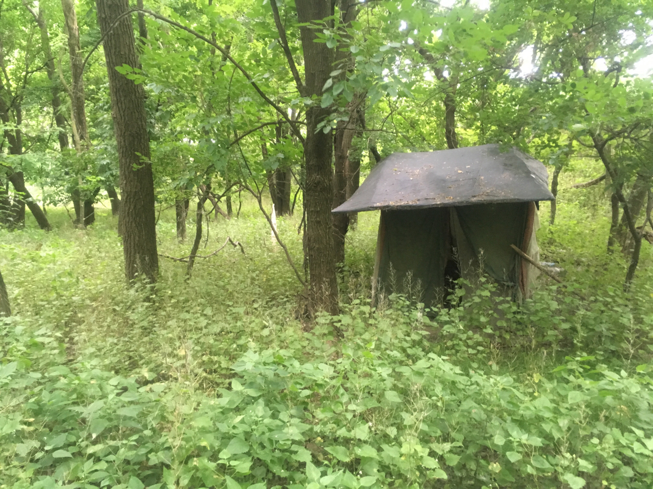 Shelter in the Woods
