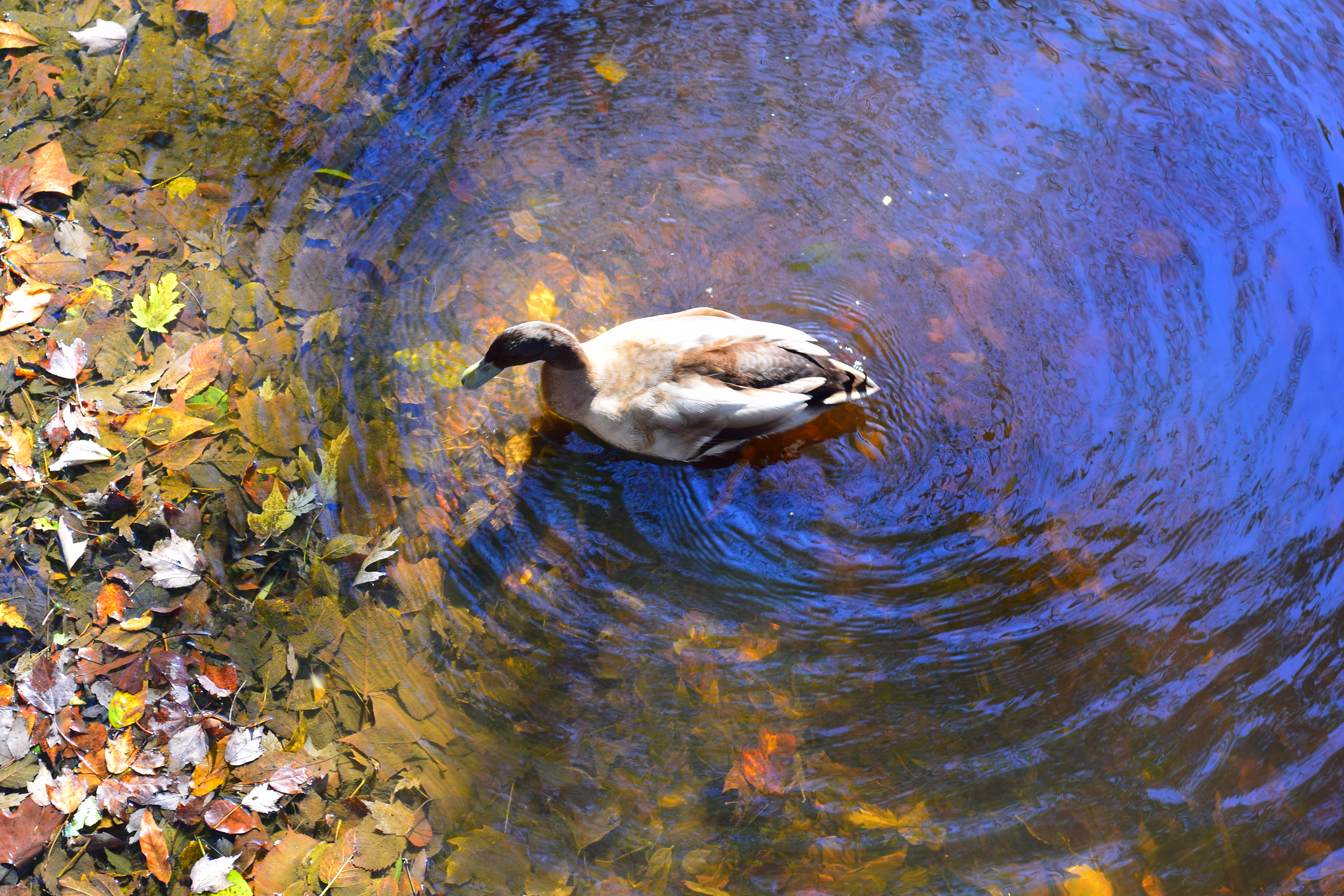 Mallard Duck (photo credit: Yasmine Wallis)