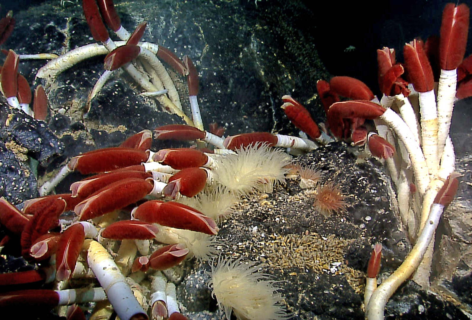 photograph of tube worms with white bodies and red tips