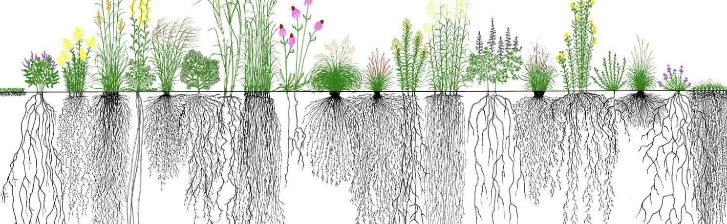 This is a plant drawing both above and below the soil line