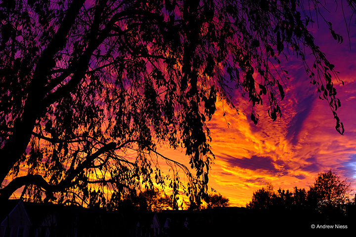 orange, red, and purple sunset with a tree silhouette in the foreground