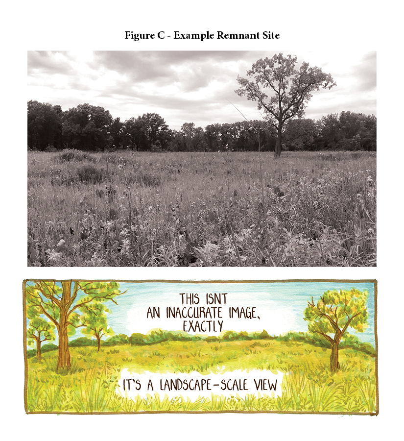 Figure C: Example Remnant Site. A remnant prairie in North Eastern Illinois, at a distance showing a hard-to-discern variety of species, one prominent linden tree, and distant tree line. Below, marker rendering of a prairie landscape of indistinct species, with two trees in the middle ground and distant tree line