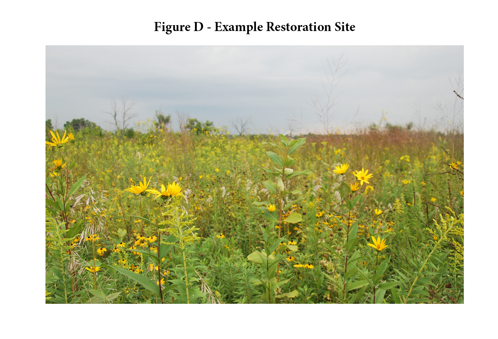 A restored prairie. A variety of species are identifiable, including milkweed, goldenrod, rudbeckia, rosinweed, brome grass, big bluestem grass, and more. An endless texture of diversity, regardless of the fact that it’s a restoration.