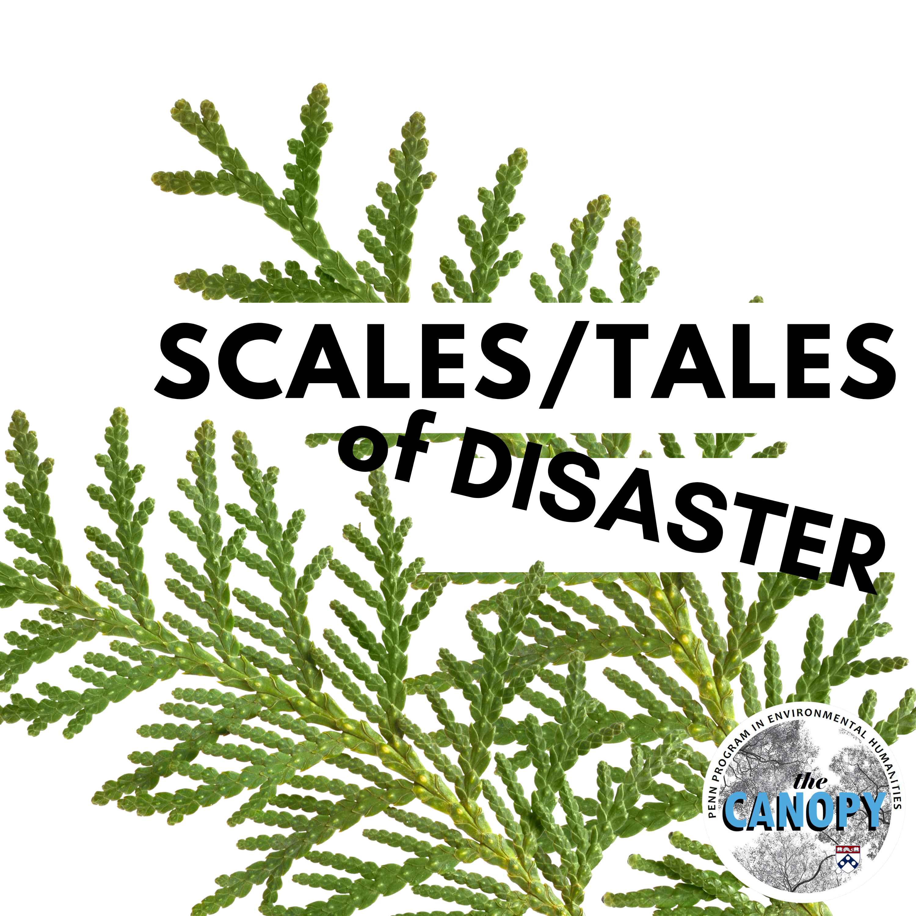 An eastern cedar leaf with text Scales / Tales of Disaster