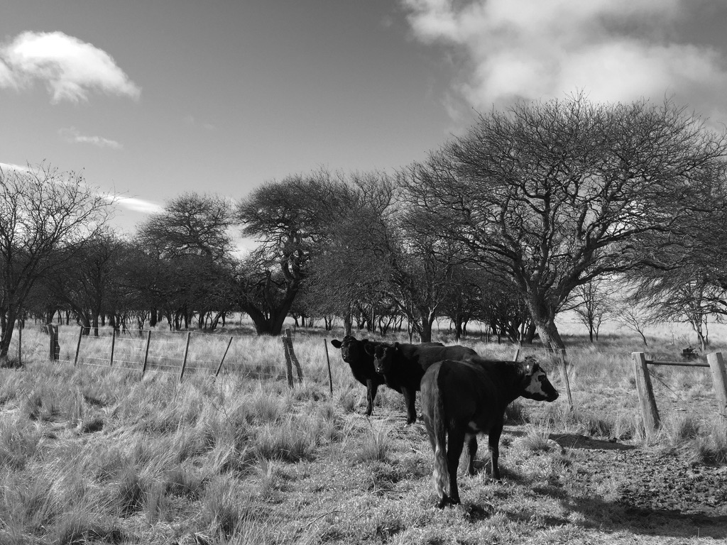 A blank and white photo of cattle in a field. 