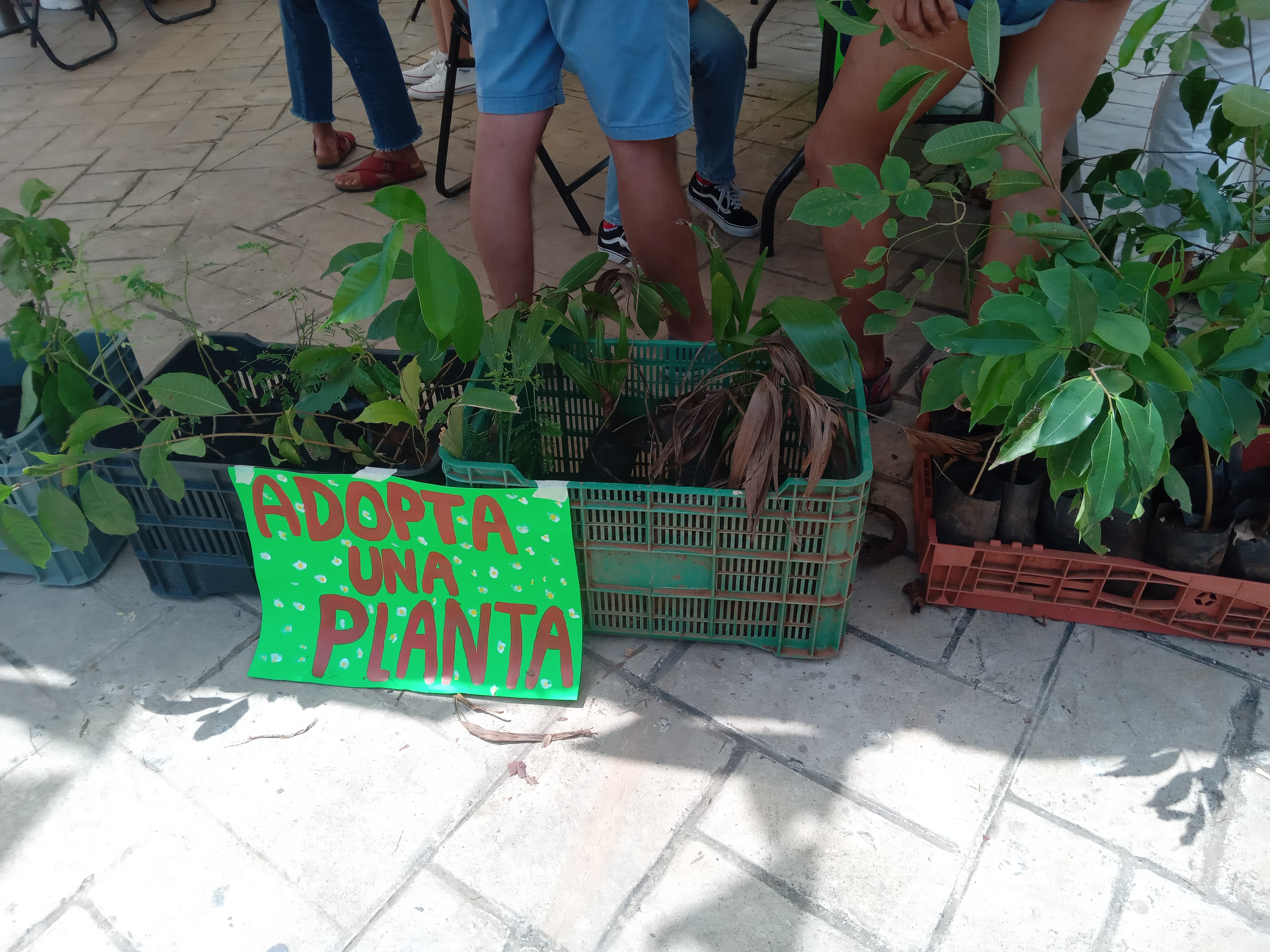Plants for sale at outdoor market