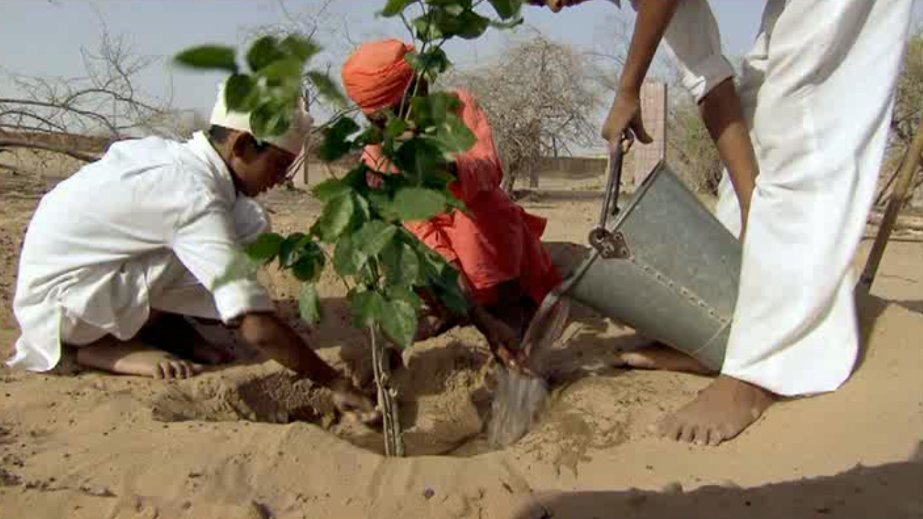 Three Indian men taking care of a plant.