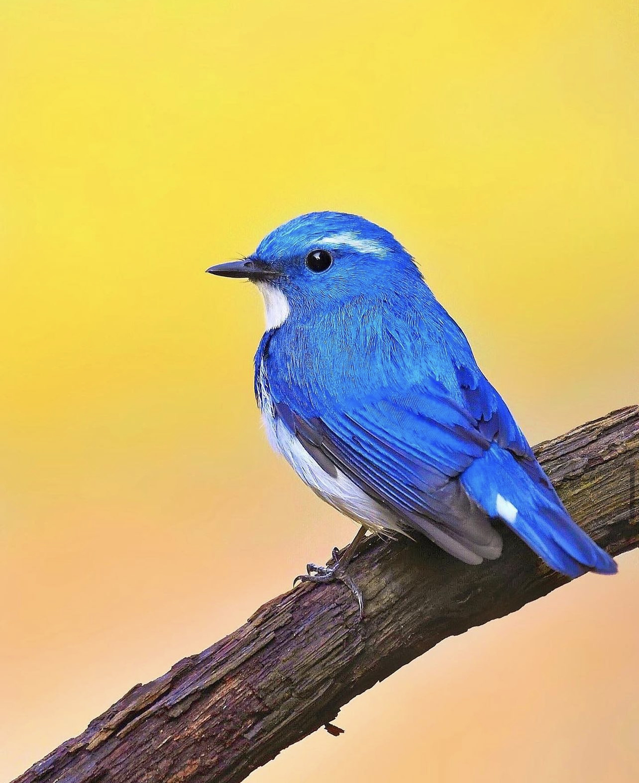 A bright blue bird perches on a branch.