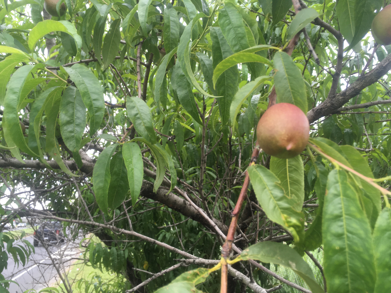 volunteer peach tree