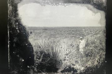 Old black and white photo of a farmer standing in an agave field.