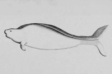 A scientific sketch on a manatee-like sea creature