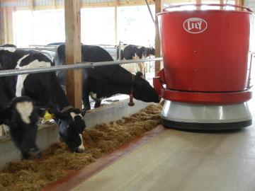 Cows fed haylage with a robot feeder. Lancaster County, Pennsylvania, 2014.