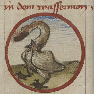 An illustration of the constellation Cygnus (the swan) from folio 179v of LJS 445.